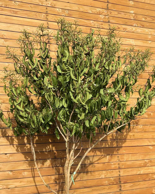 Sieben Söhne des Himmels – Heptacodium miconioides (Mehrstämmig) (Pre Sale)