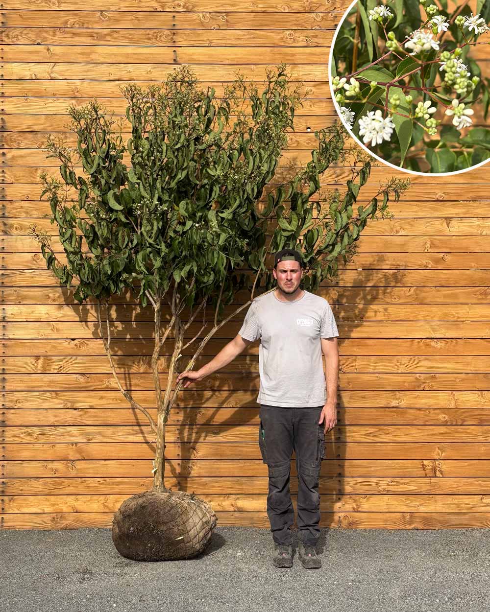 Sieben Söhne des Himmels – Heptacodium miconioides (Mehrstämmig) (Pre Sale)