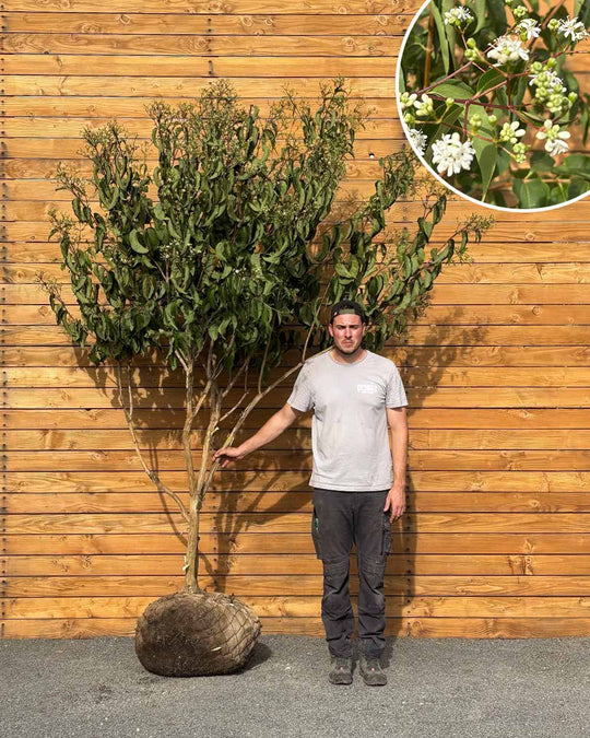Sieben Söhne des Himmels – Heptacodium miconioides (Mehrstämmig) (Pre Sale)