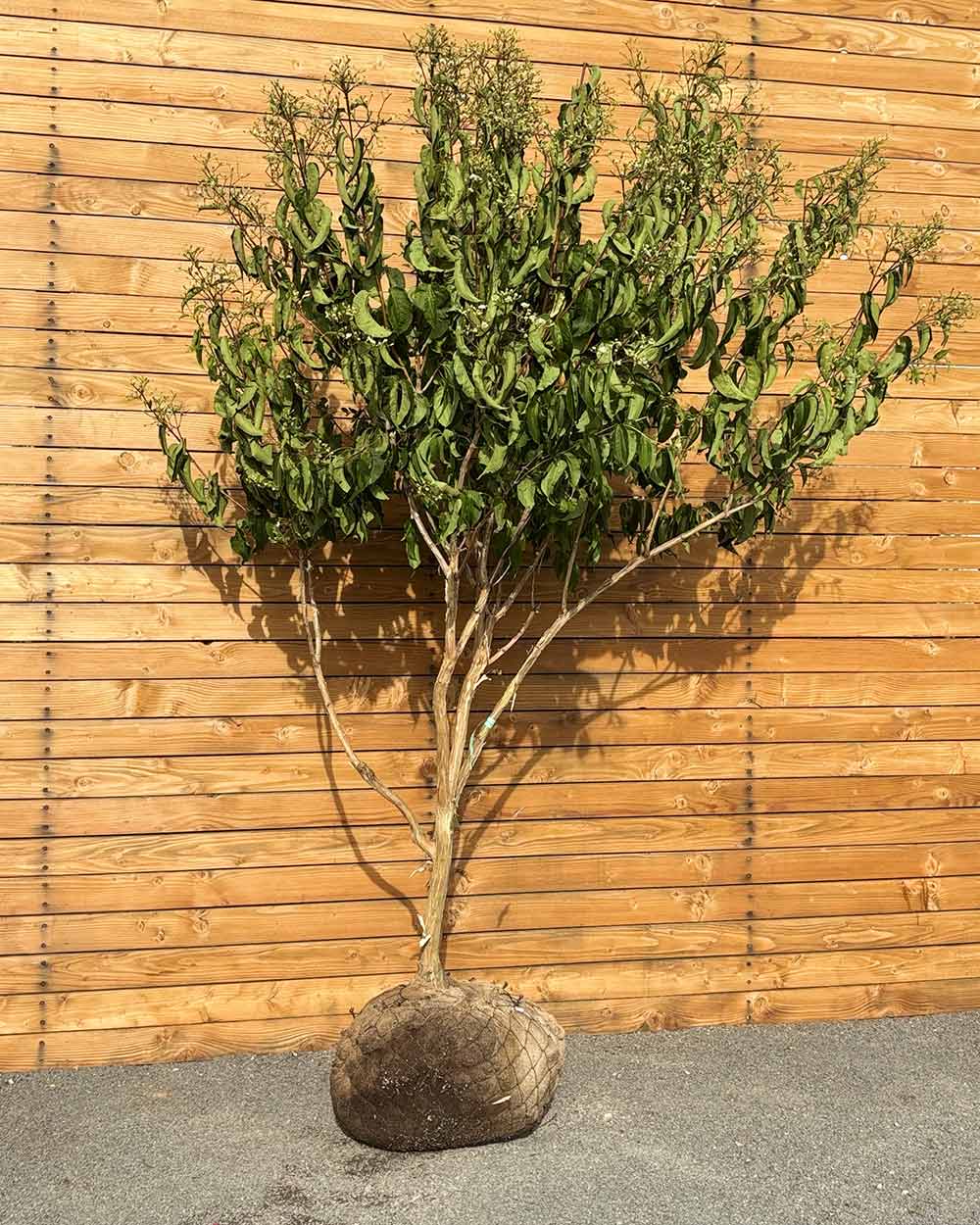 Sieben Söhne des Himmels – Heptacodium miconioides (Mehrstämmig) (Pre Sale)