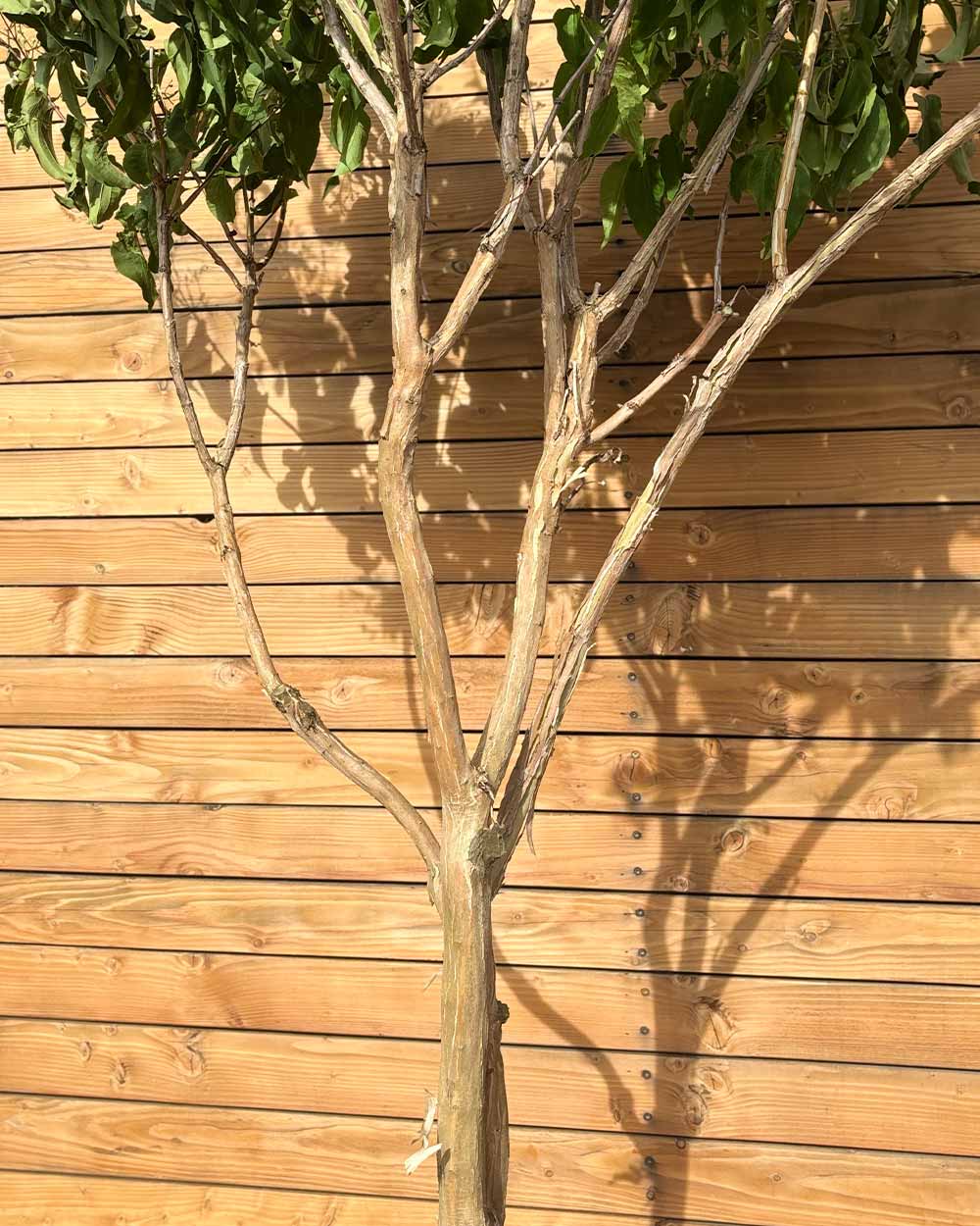 Sieben Söhne des Himmels – Heptacodium miconioides (Mehrstämmig) (Pre Sale)