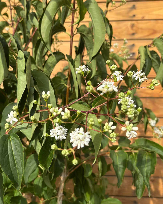 Sieben Söhne des Himmels – Heptacodium miconioides (Mehrstämmig)