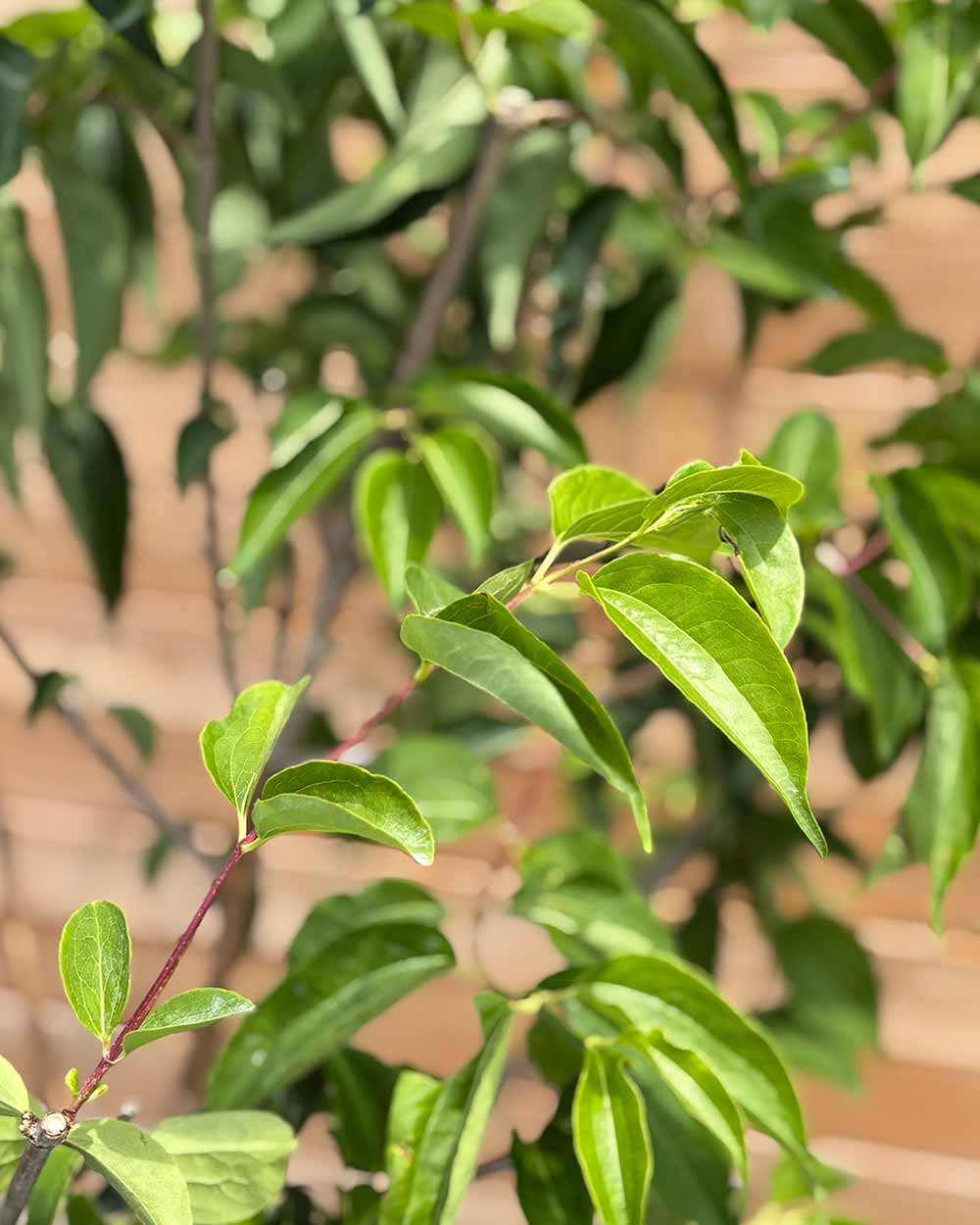 Sieben Söhne des Himmels "Heptacodium miconioides" Mehrstämmig