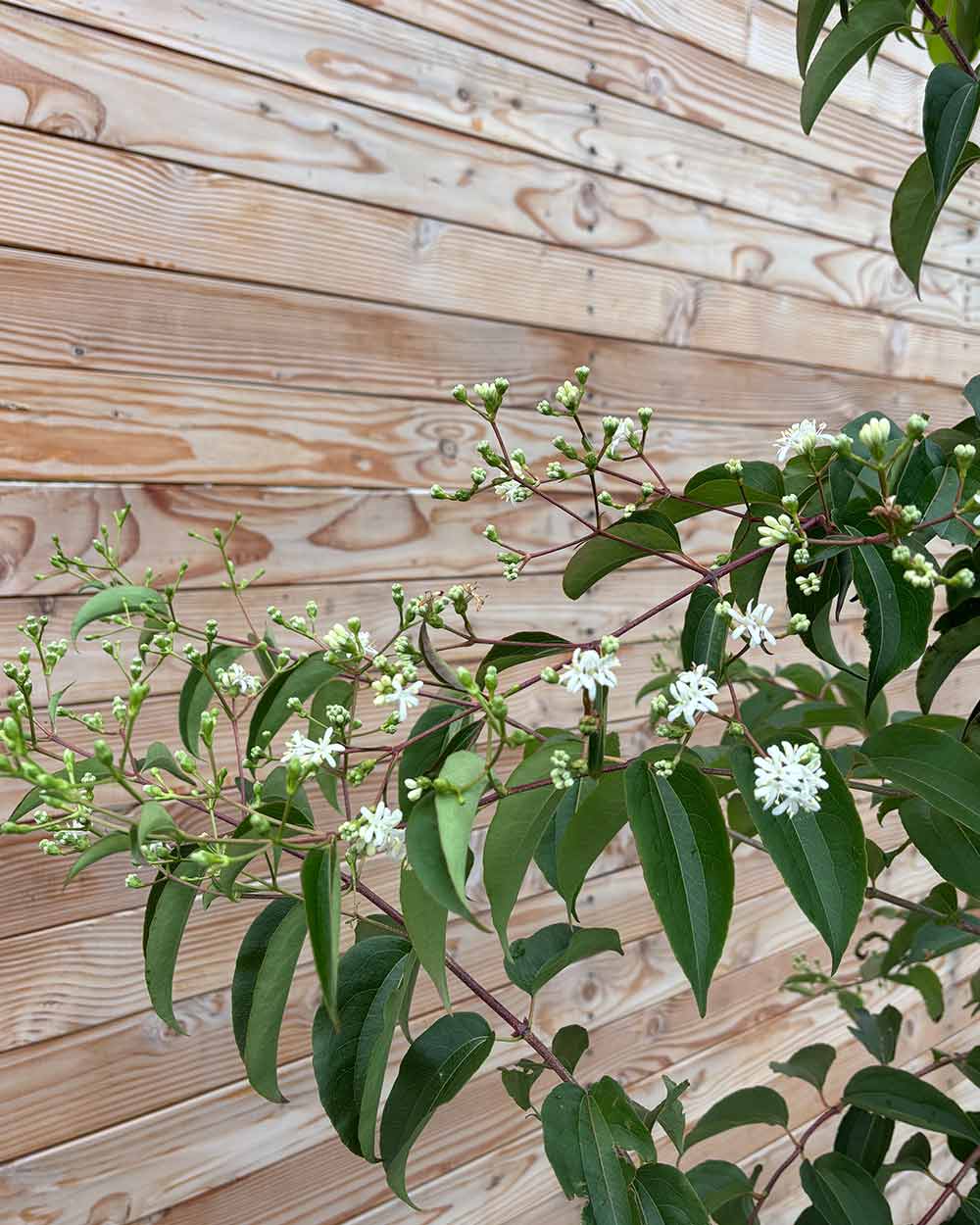Sieben Söhne des Himmels (Heptacodium miconioides) Mehrstämmig