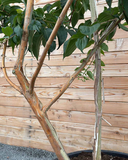Sieben Söhne des Himmels (Heptacodium miconioides) Mehrstämmig