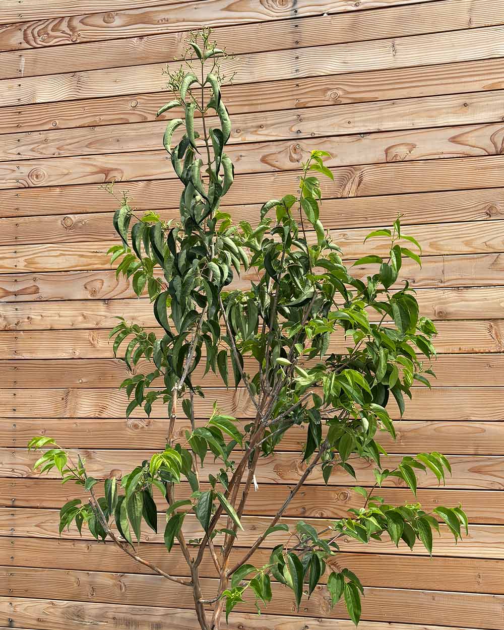 Sieben Söhne des Himmels "Heptacodium miconioides" Mehrstämmig