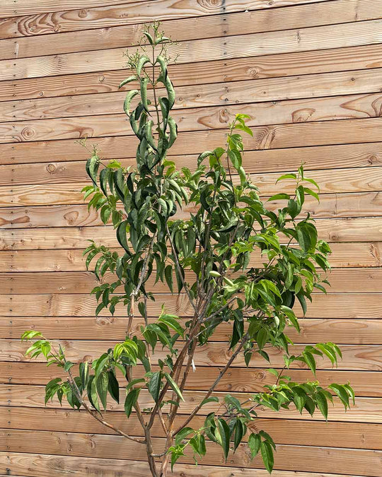 Sieben Söhne des Himmels "Heptacodium miconioides" Mehrstämmig
