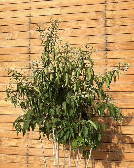 Sieben Söhne des Himmels – Heptacodium miconioides (Mehrstämmig)