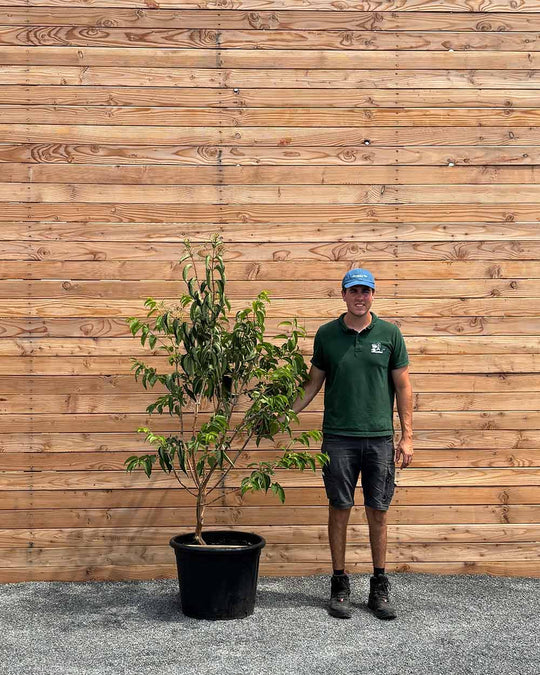 Sieben Söhne des Himmels "Heptacodium miconioides" Mehrstämmig