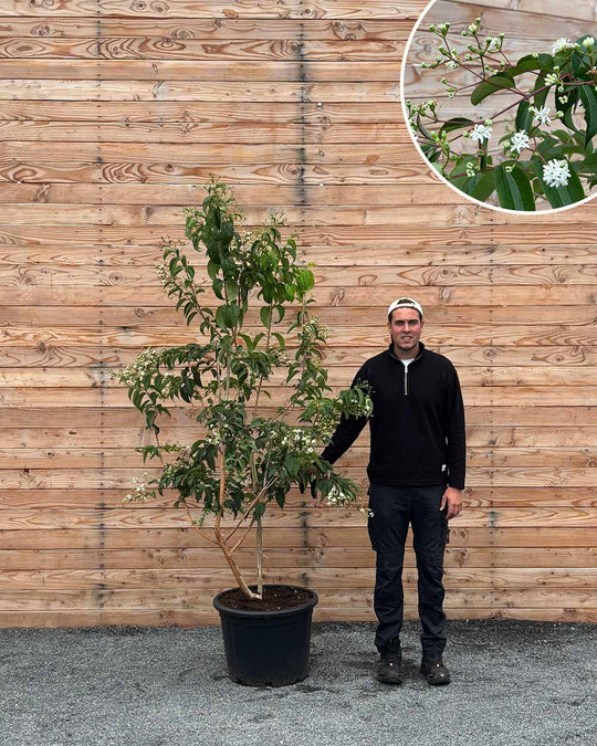 Sieben Söhne des Himmels (Heptacodium miconioides) Mehrstämmig