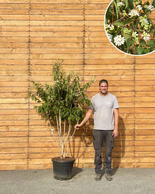 Sieben Söhne des Himmels – Heptacodium miconioides (Mehrstämmig)