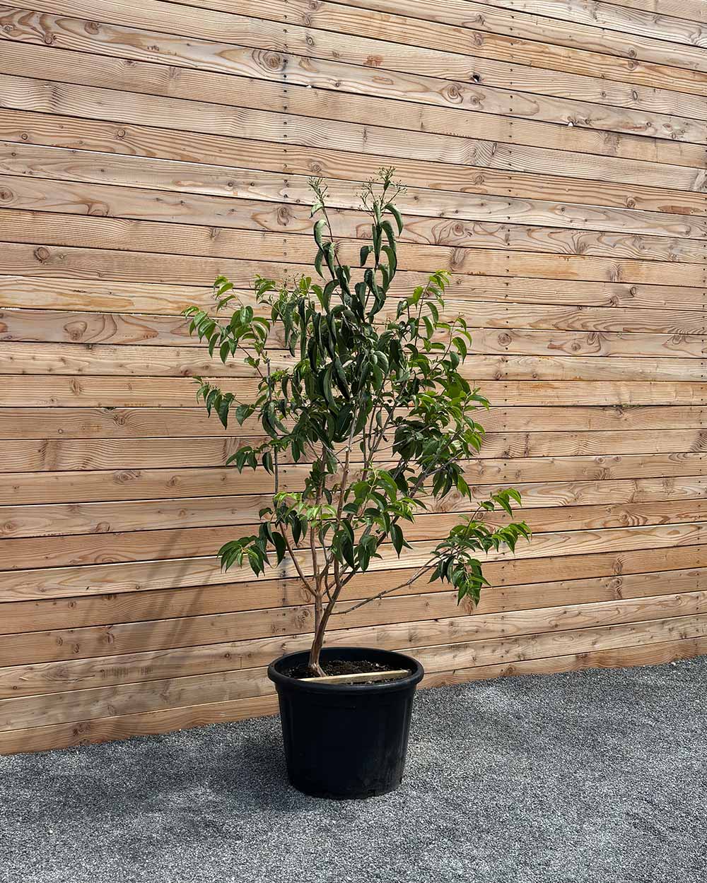 Sieben Söhne des Himmels "Heptacodium miconioides" Mehrstämmig