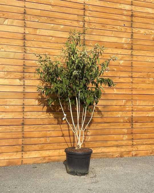 Sieben Söhne des Himmels – Heptacodium miconioides (Mehrstämmig)