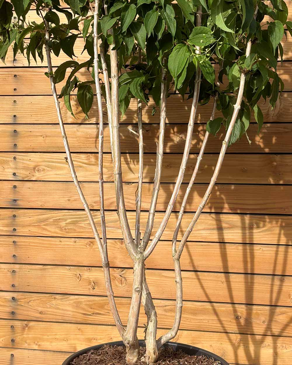 Sieben Söhne des Himmels – Heptacodium miconioides (Mehrstämmig)