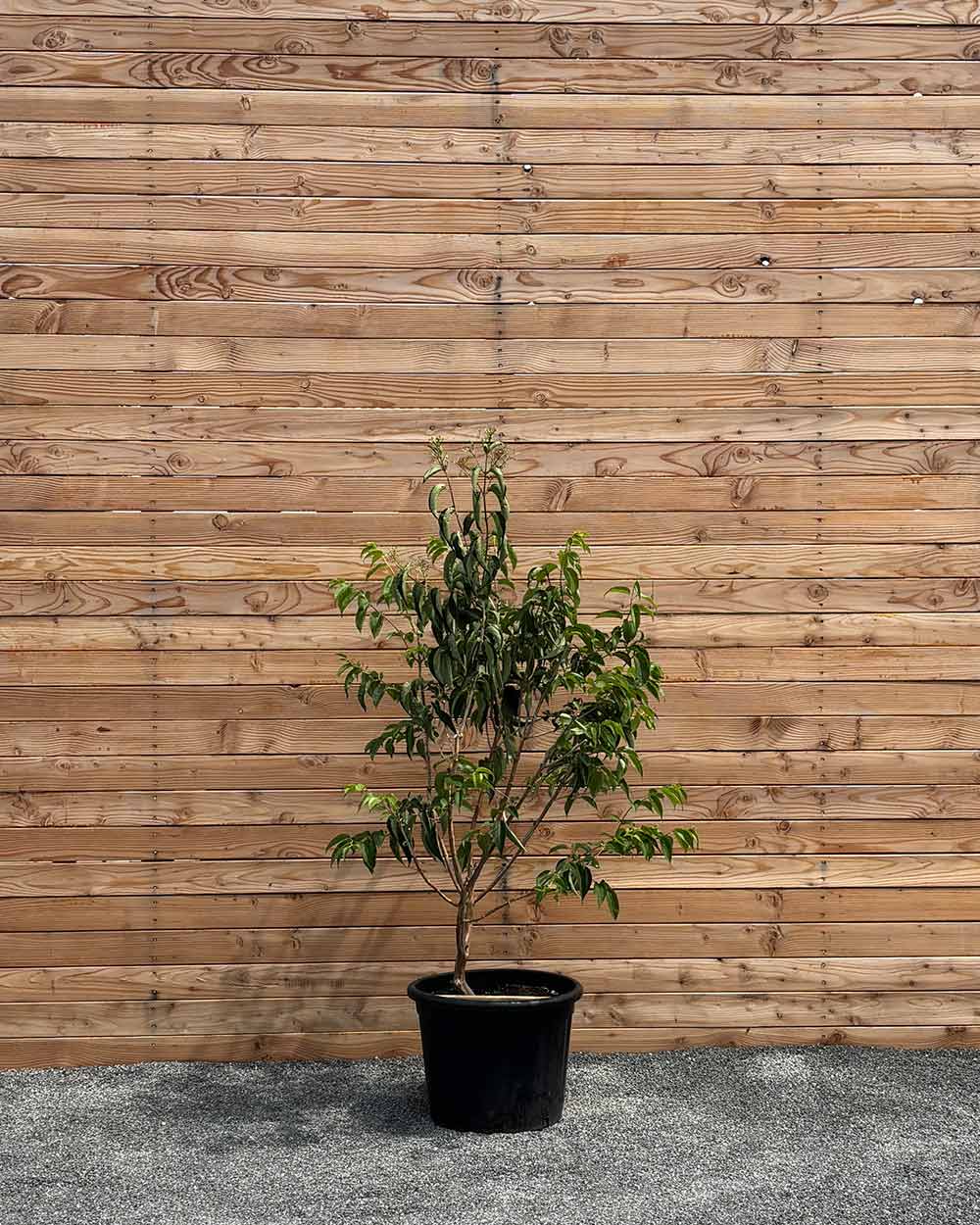 Sieben Söhne des Himmels "Heptacodium miconioides" Mehrstämmig