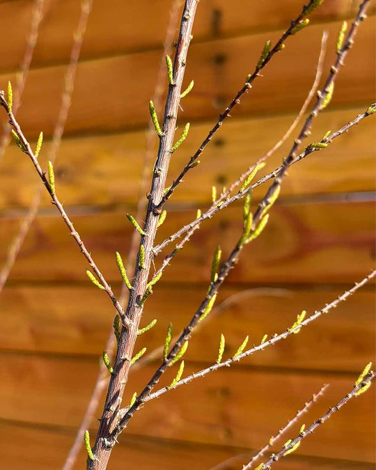 Sommer-Tamariske – Tamarix ramosissima (Mehrstämmig)