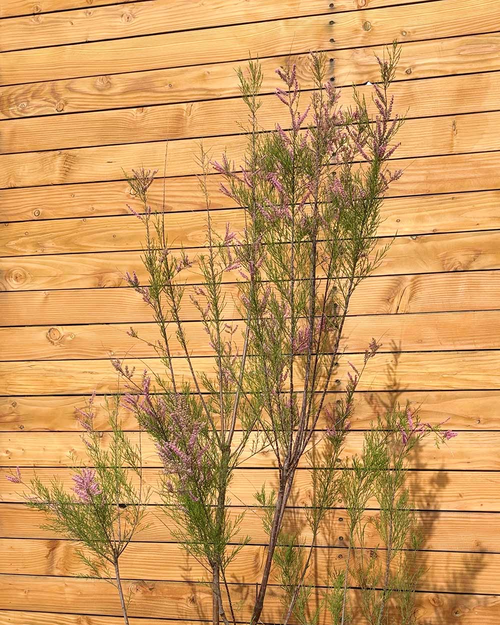 Sommer-Tamariske – Tamarix ramosissima (Mehrstämmig)
