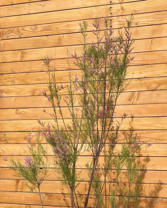 Sommer-Tamariske – Tamarix ramosissima (Mehrstämmig)