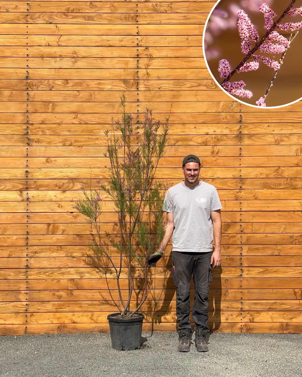 Sommer-Tamariske  Tamarix ramosissima (Mehrstmmig)