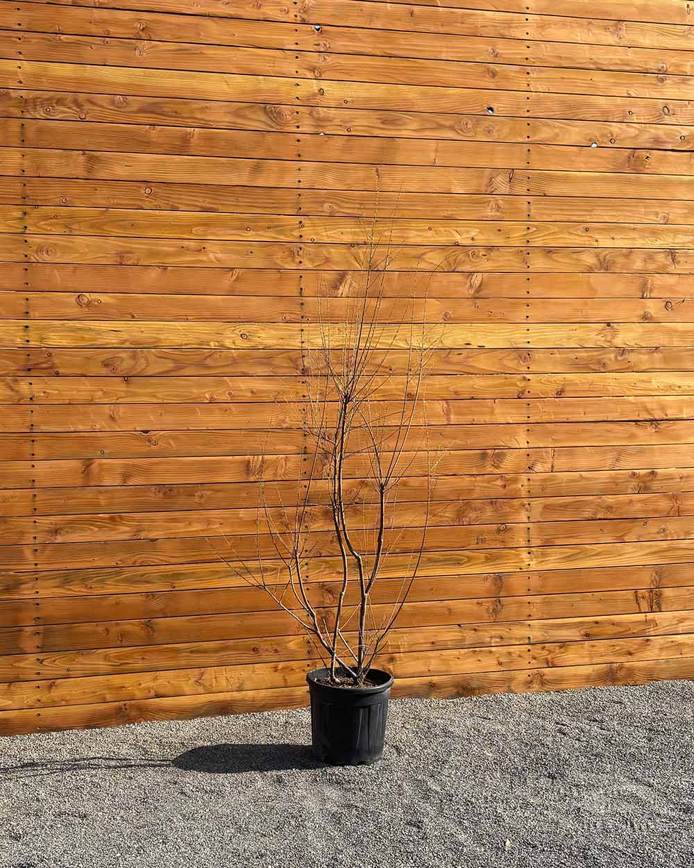 Sommer-Tamariske – Tamarix ramosissima (Mehrstämmig)