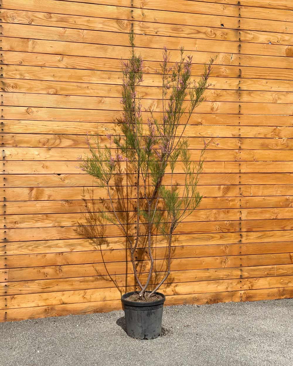 tamariske düngen Sommer-Tamariske – Tamarix ramosissima (Mehrstämmig)