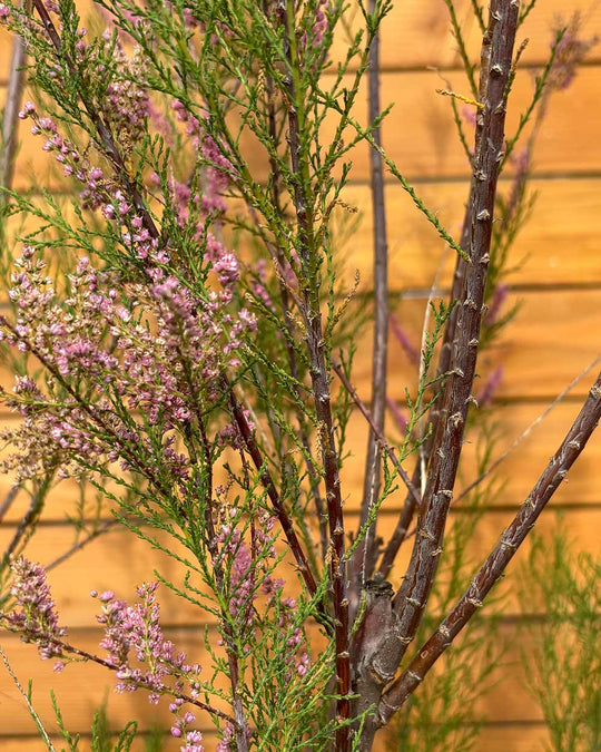 Sommer-Tamariske – Tamarix ramosissima (Mehrstämmig)