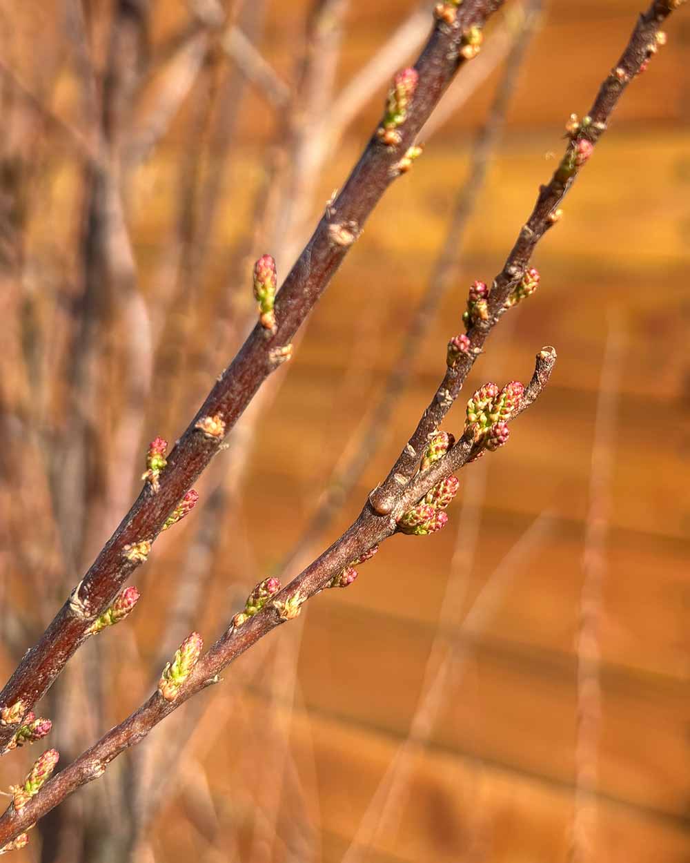 Sommer-Tamariske – Tamarix ramosissima (Mehrstämmig)