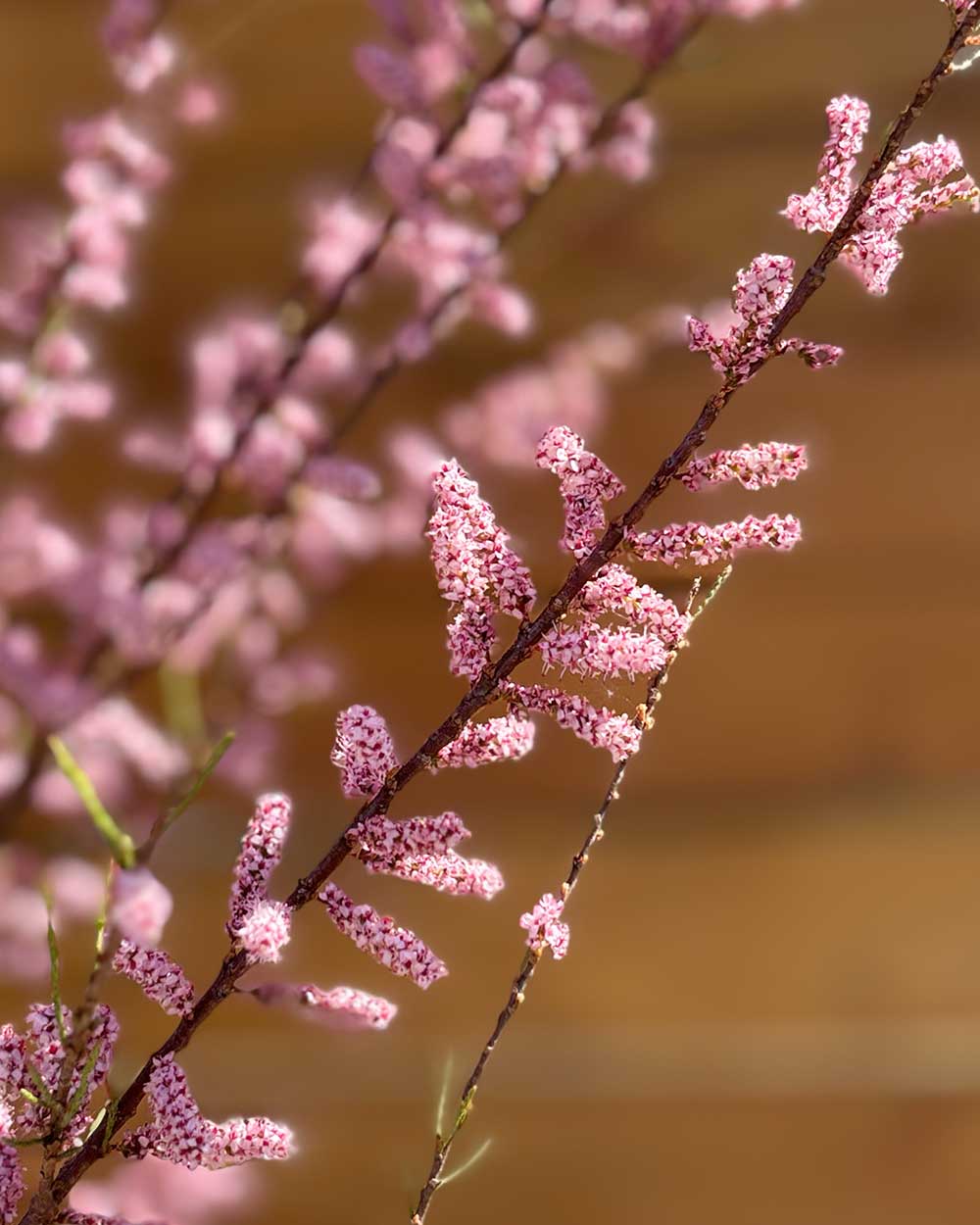 Sommer-Tamariske – Tamarix ramosissima (Mehrstämmig)