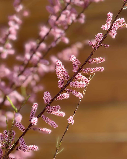 Sommer-Tamariske – Tamarix ramosissima (Mehrstämmig)
