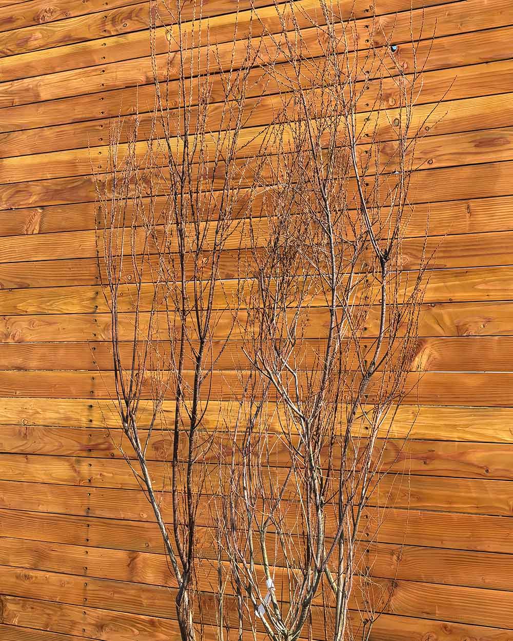 Sommer-Tamariske – Tamarix ramosissima (Mehrstämmig)