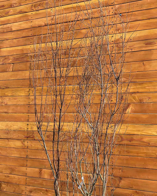 Sommer-Tamariske – Tamarix ramosissima (Mehrstämmig)