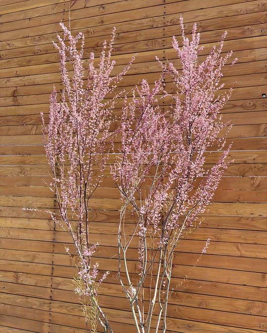 Sommer-Tamariske – Tamarix ramosissima (Mehrstämmig)