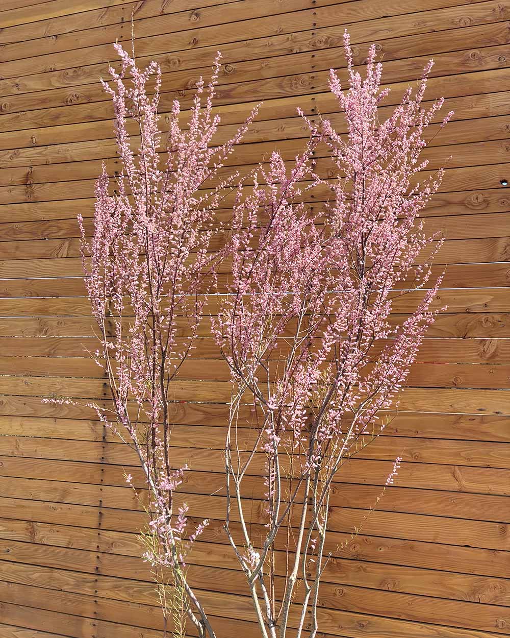Sommer-Tamariske – Tamarix ramosissima (Mehrstämmig)