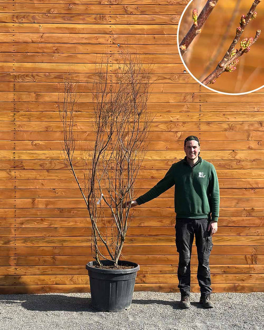 Sommer-Tamariske – Tamarix ramosissima (Mehrstämmig)