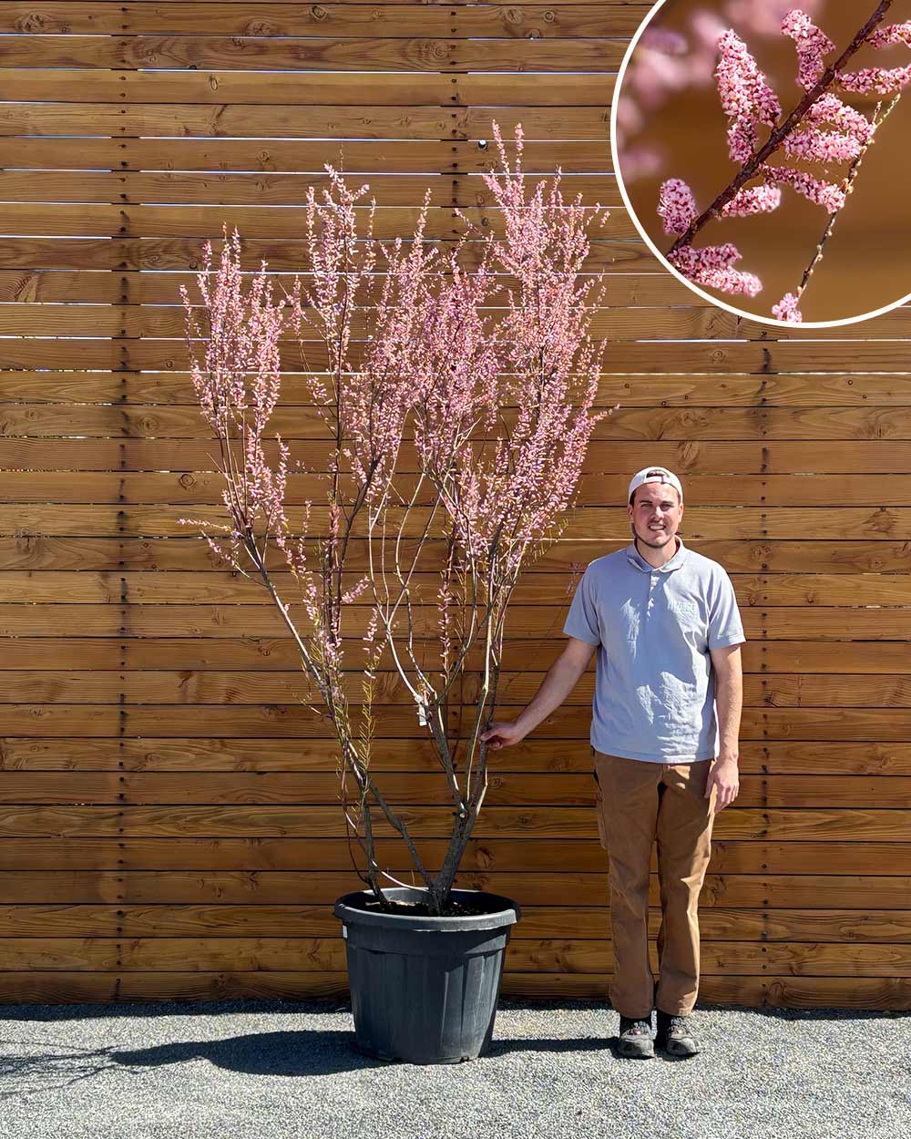 Sommer-Tamariske – Tamarix ramosissima (Mehrstämmig)