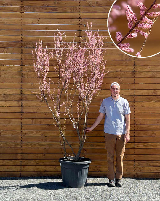 Sommer-Tamariske – Tamarix ramosissima (Mehrstämmig)