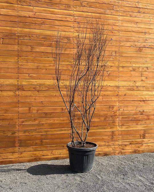 Sommer-Tamariske – Tamarix ramosissima (Mehrstämmig)