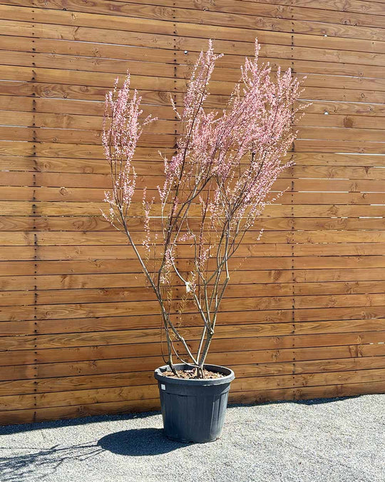 Sommer-Tamariske – Tamarix ramosissima (Mehrstämmig)