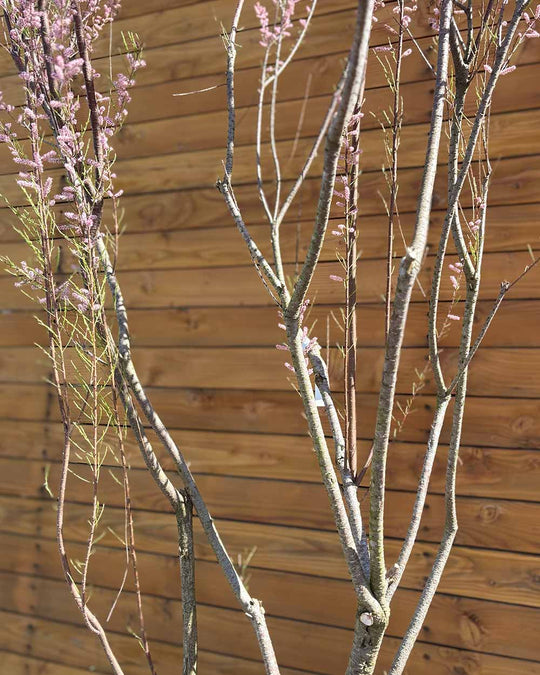 Sommer-Tamariske – Tamarix ramosissima (Mehrstämmig)