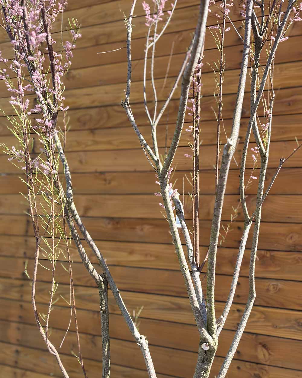 Sommer-Tamariske – Tamarix ramosissima (Mehrstämmig)