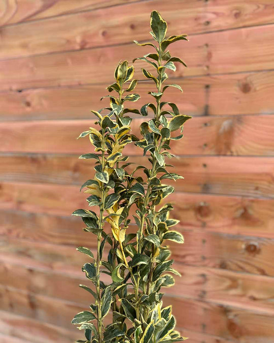 Japanischer Spindelstrauch – Euonymus japonicus ‘Bravo’ (Hecke)