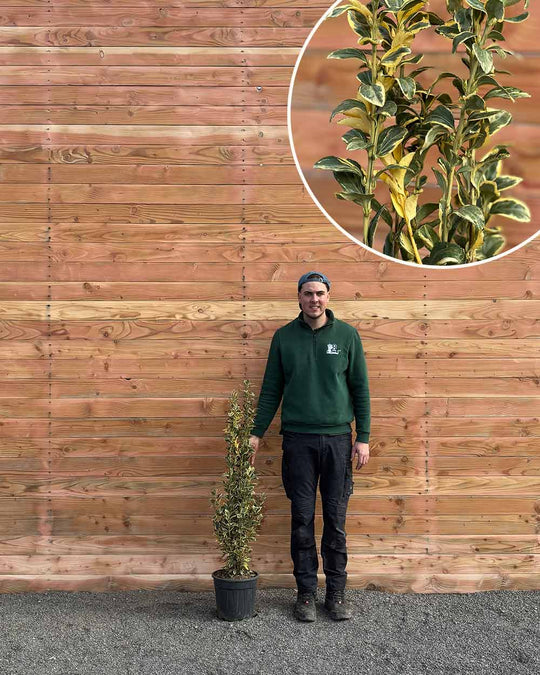 Japanischer Spindelstrauch – Euonymus japonicus ‘Bravo’ (Hecke)