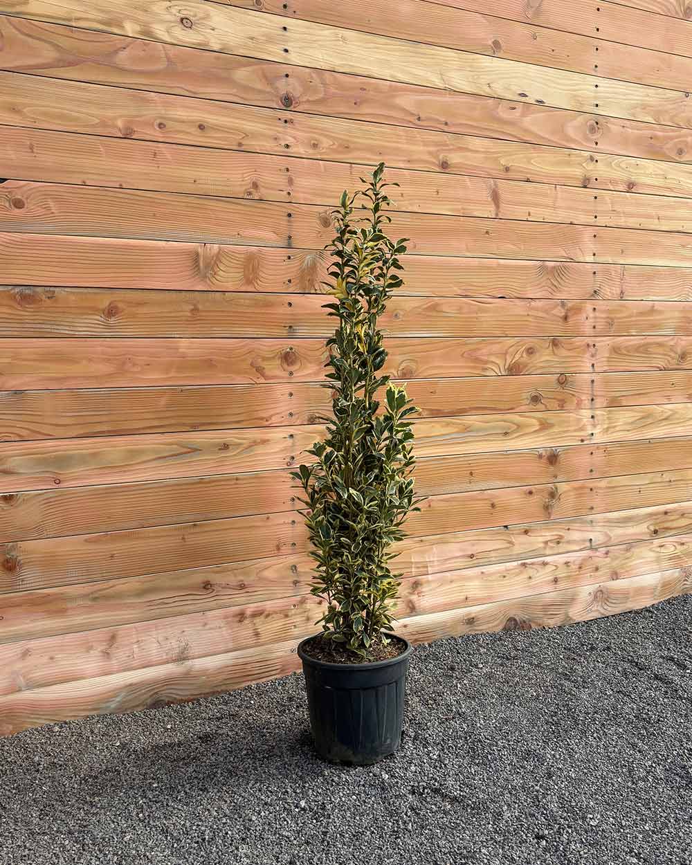 Japanischer Spindelstrauch – Euonymus japonicus ‘Bravo’ (Hecke)