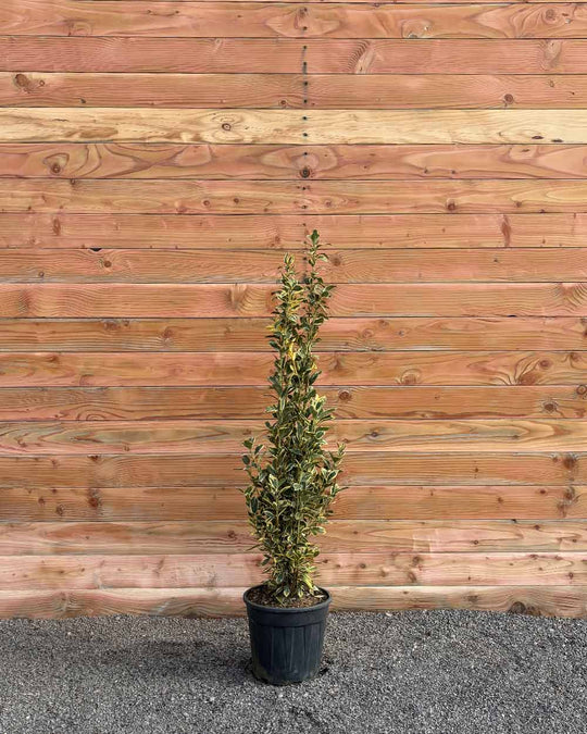 Japanischer Spindelstrauch – Euonymus japonicus ‘Bravo’ (Hecke)