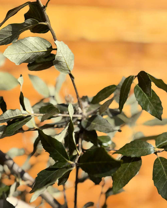 Steineiche – Quercus ilex (Hochstamm)
