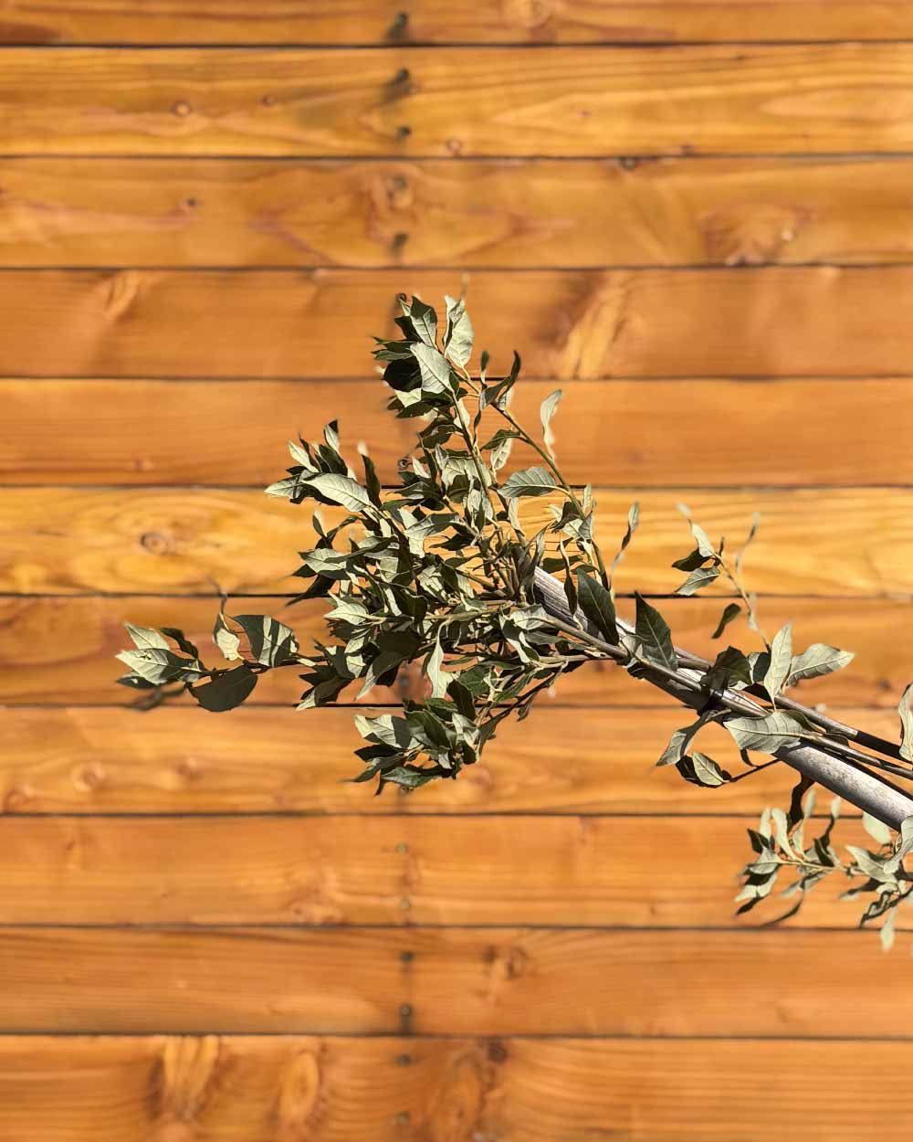 Steineiche – Quercus ilex (Hochstamm)