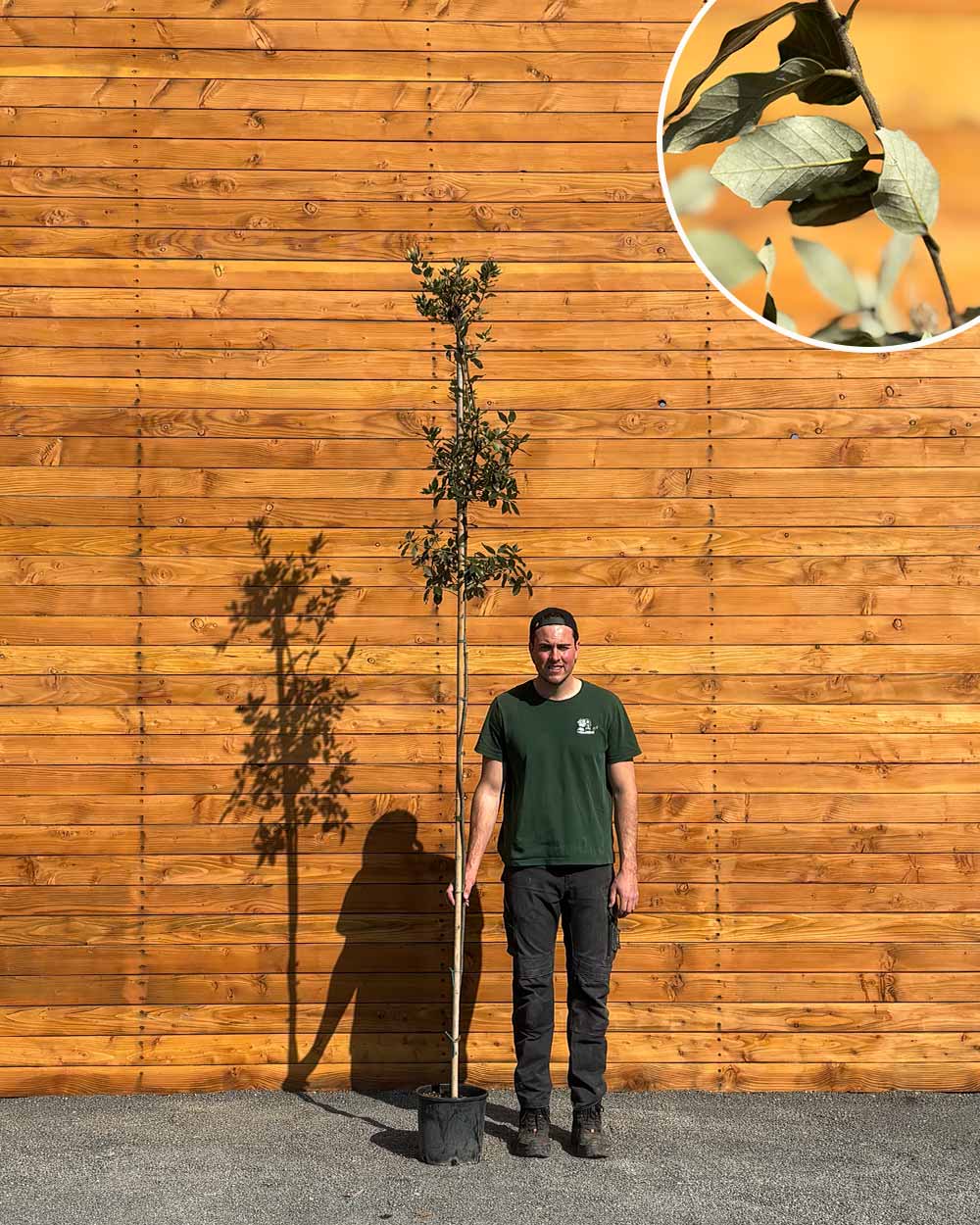 Steineiche – Quercus ilex (Hochstamm)