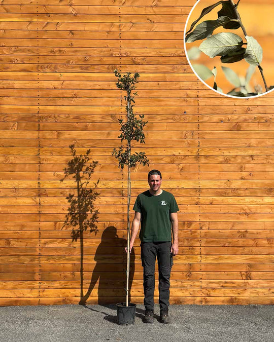 Steineiche – Quercus ilex (Hochstamm)