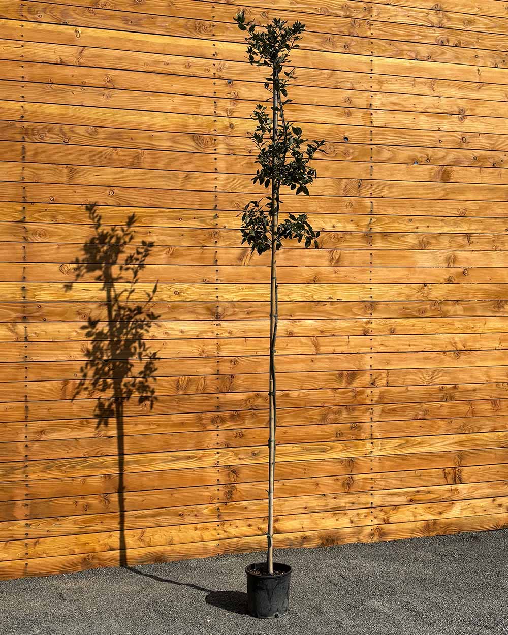 Steineiche – Quercus ilex (Hochstamm)
