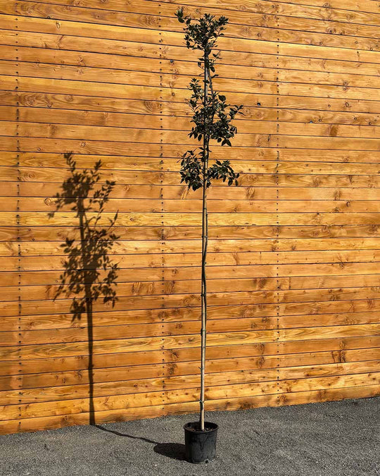 Steineiche – Quercus ilex (Hochstamm)